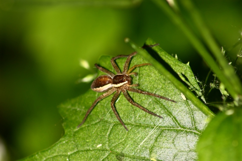 Dolomedes fimbriatus